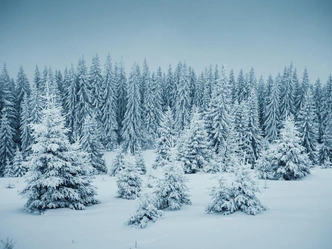 17 лучших тестов Psychologies за декабрь: подборка, которая поможет пережить неделю после праздников | Источник: Shutterstock/Fotodom.ru