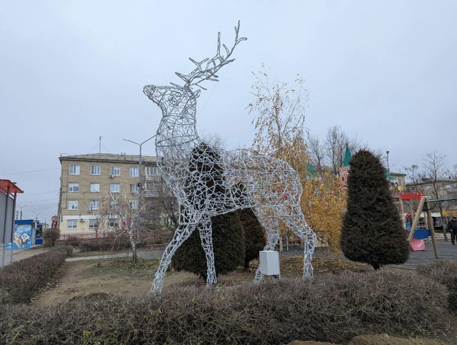 Такой горделивый красавец появился в центре города Кмышин | Источник: Жесть Камышин / T.me