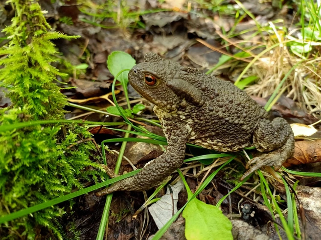 Бонус — жабка | Источник: Светлана Звонарева