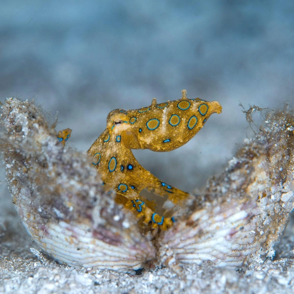 Третье место в номинации «Портфолио» | Источник: Brooke Pyke / Ocean Photographer of the Year 2025