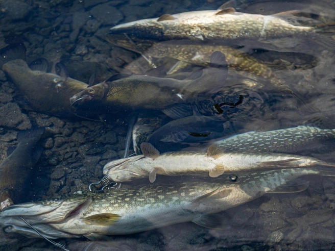 Чтобы добиться хорошего улова, полезно заранее учесть ключевые факторы. | Источник: Наталья Лапцевич, 74.RU