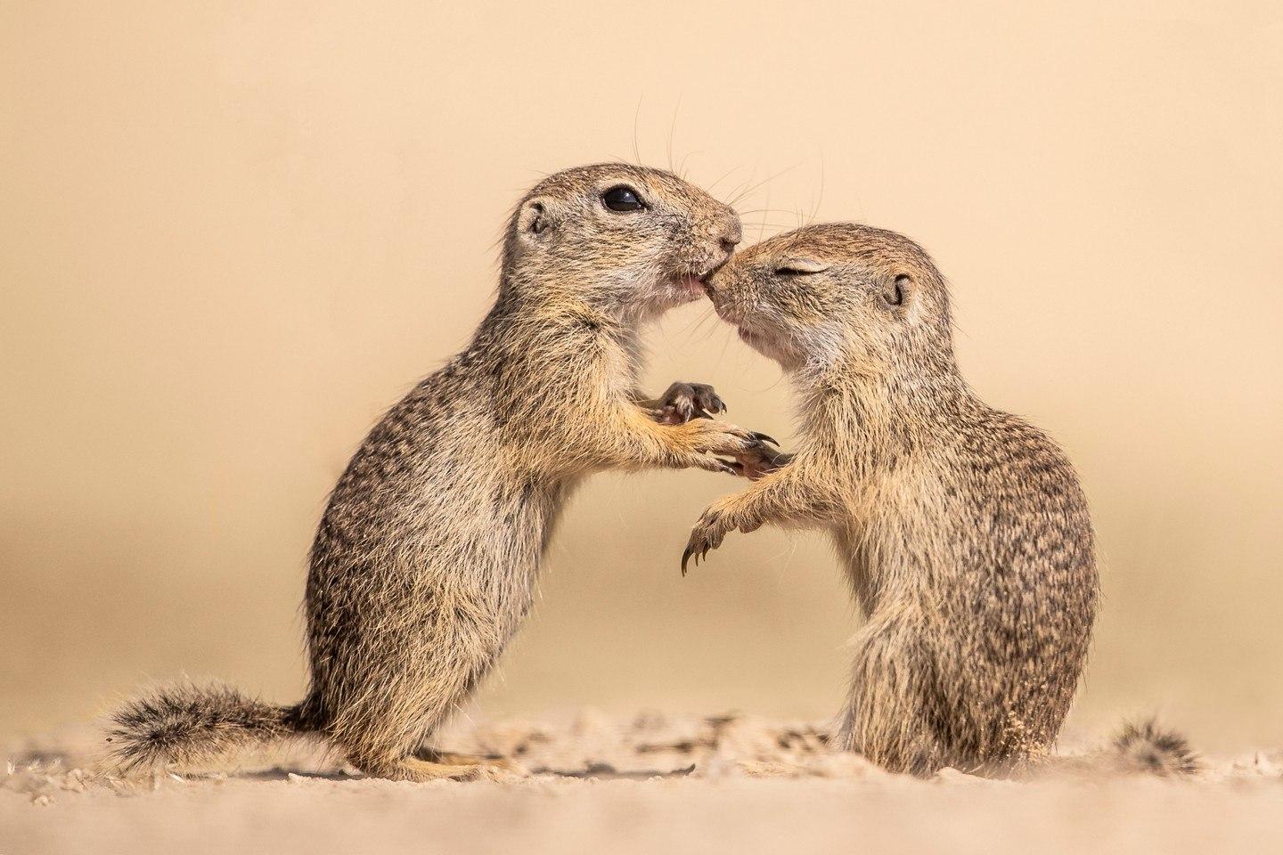 10 самых смешных фото животных, которых застукали в очень неловкий момент