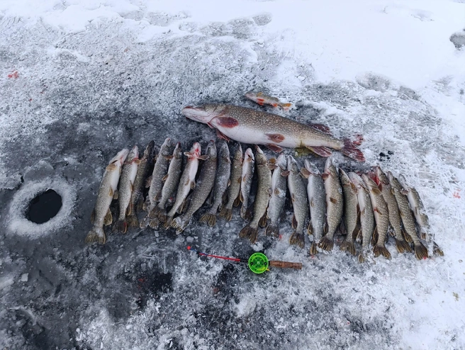 Источник: «Рыбалка в Сургуте» / Vk.com