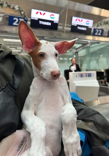 Чивас в свои пару месяцев весил меньше 8 кг | Источник: личный архив Надежды Купченко