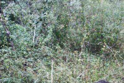 Unusual white bear cub observed in Altai Krai