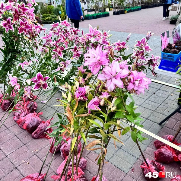 Источник: Юлия Король