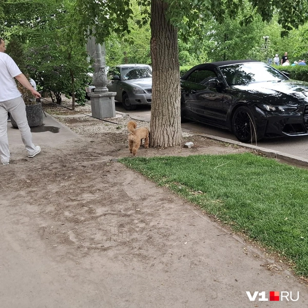 А кого-то особо не беспокоил выбор места для собачьего туалета | Источник: Тимофей Крылов / V1.RU