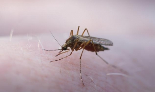 Эффективность новой вакцины от малярии вызывает сомнения
