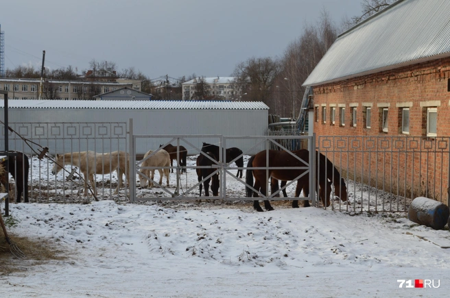 Лошади на зиму также линяют — поэтому слабые морозы им не страшны | Источник: Максим Улитов / 71.RU