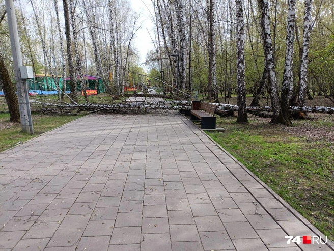 Хорошо, что гуляющих в парке не было | Источник: читатель 74.RU