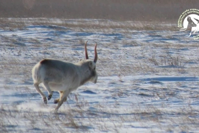 Saiga Reaches 80 km/h in Orenburg Steppes After 20 Years