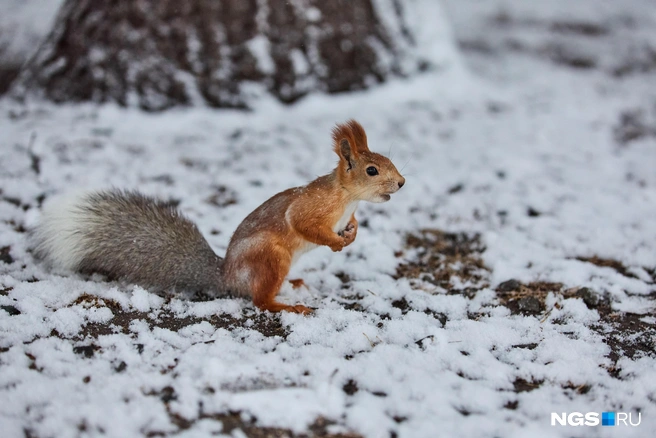 Скоро белки будут менять рыжую шубку на серую | Источник: Александр Ощепков / NGS.RU