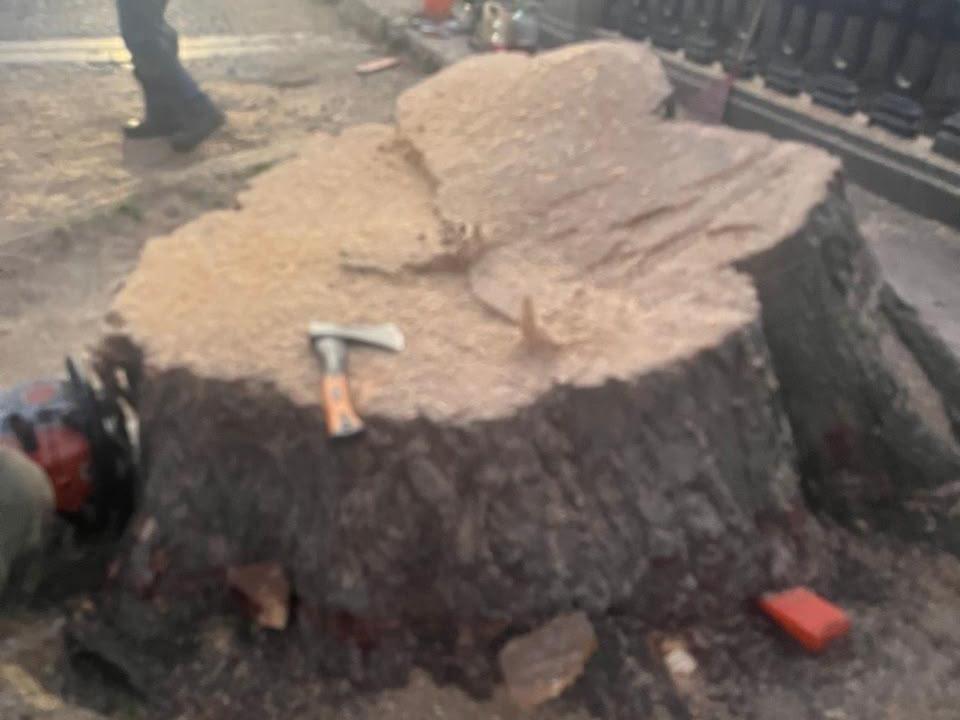 В Петербурге спилили 109-летний берлинский тополь