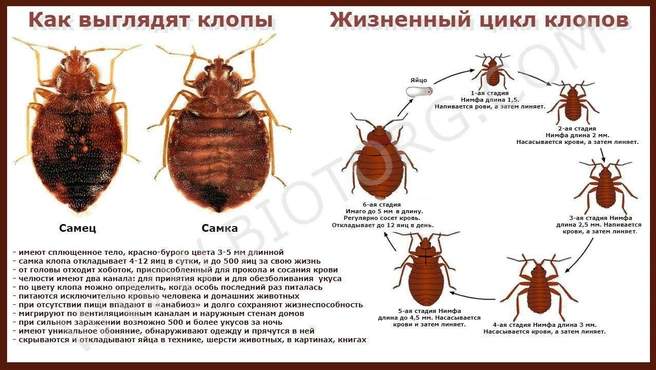 Как избавиться от клопов и их укусов: все средства