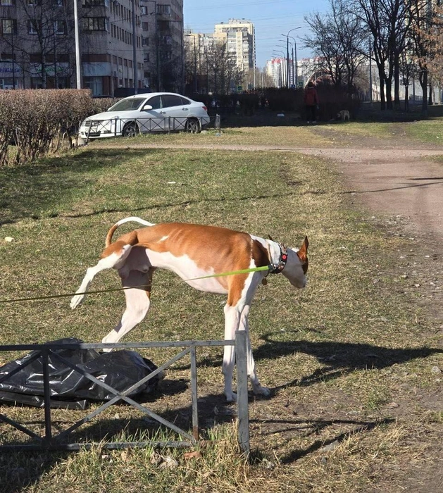 Источник: телеграм-канал «ЗвероПятница»