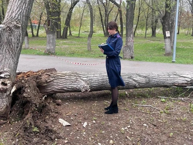В Самаре одно из деревьев рухнуло на девочек-подростков. Одна из них скончалась, другая попала в больницу. Кроме того, в области погибли двое мужчин  | Источник: СУ СК РФ по Самарской области