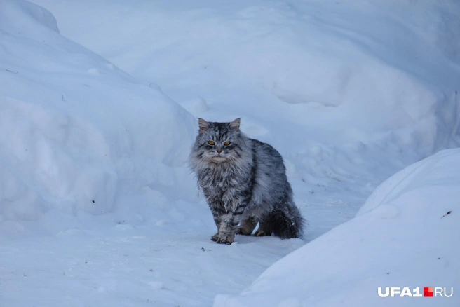 Ну прямо снежный барс! | Источник: Булат Салихов / UFA1.RU