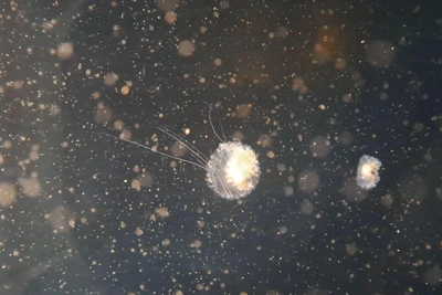 Медузы-кочевники атаковали пляжи Антальи