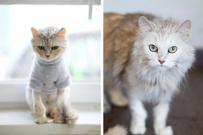 В Перми ищут дом для кошки со стройки