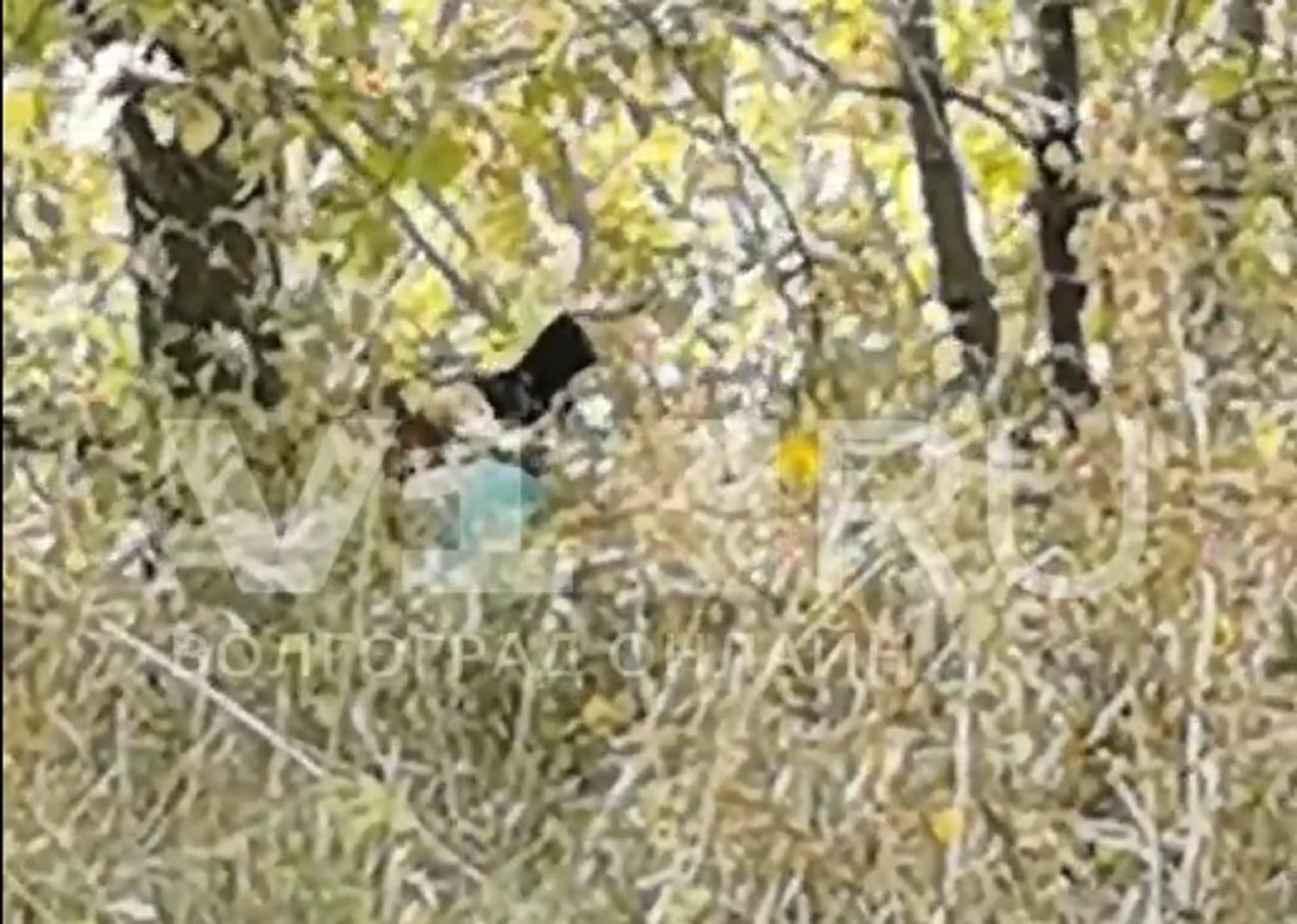 В Волгограде попал на видео роскошный завтракающий фазан