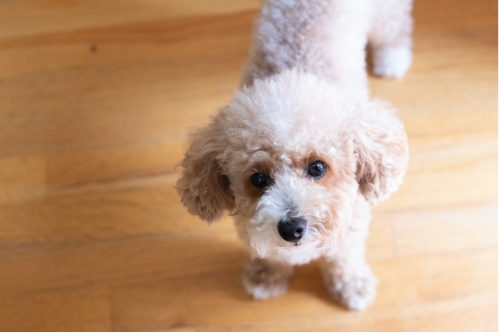 Собачье дело: какие породы собак не стоит держать в квартире (а какие можно)
