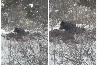 Дикий кабан две недели гуляет в Екатеринбурге