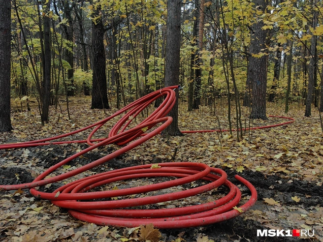 Благоустройство в Томилинском лесу | Источник: Дмитрий Бондарев / MSK1.RU