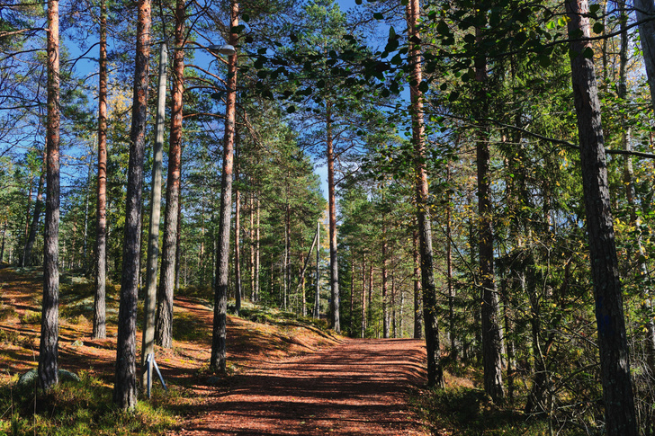 Пока дают визы: 3 лучших нацпарка Финляндии для любителей активного отдыха