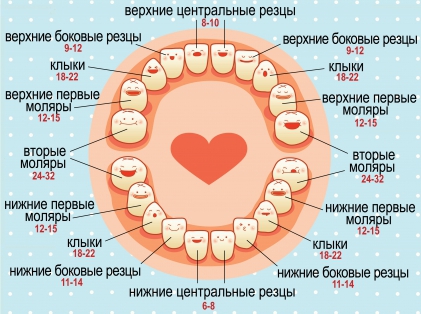 Полная замена молочных зубов на постоянные зубы. Сроки, особенности.