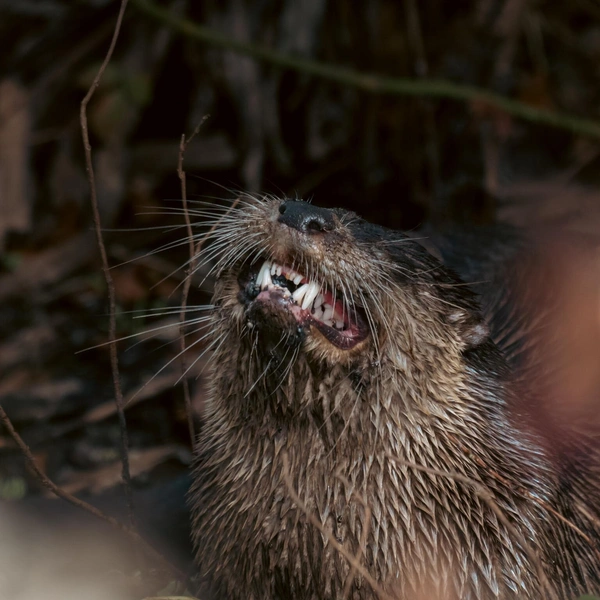 Финалист в номинации «Животные» | Источник: Florida Wildlife Federation Photo Contest 2025