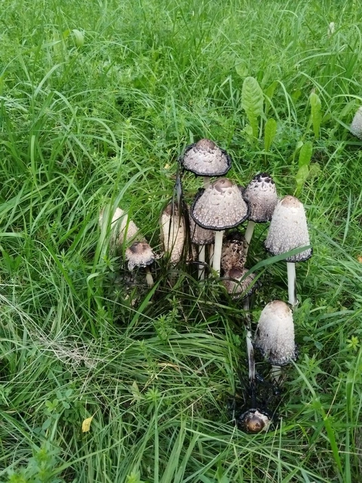 Грибы из семейства шампиньоновых  | Источник: Читатель NGS24.RU 