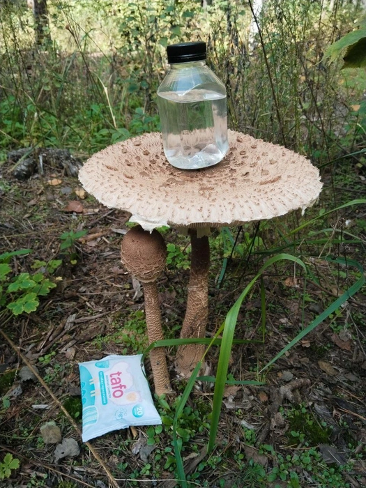 Бутылочку на шляпу гриба и упаковку влажных салфеток жительница Самары положила специально для фото — показать великанский размер | Источник: читатель 63.RU