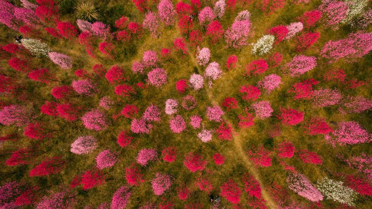 Цветение вишни в Китае: уникальные кадры  #Inspiration (фото 7)