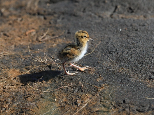 Птенец круглоносого плавунчика (Phalaropus lobatus) | Источник: Shutterstock/Fotodom.ru