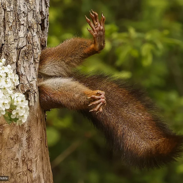 Источник: Milko Marchetti / Comedy Wildlife Photography Awards 2024