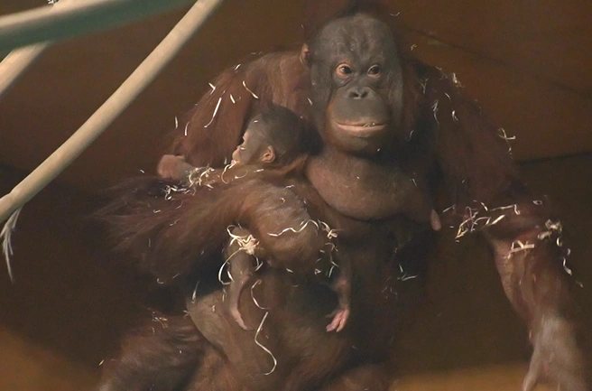 Детенышу уже третий месяц | Источник: «Новосибирский зоопарк» / Telegram