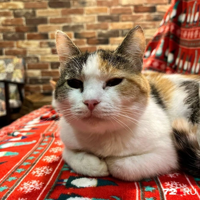 Источник: Анастасия Харламова