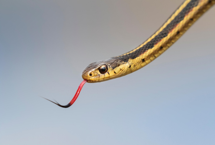 Ученые рассказали о «дружбе» между змеями