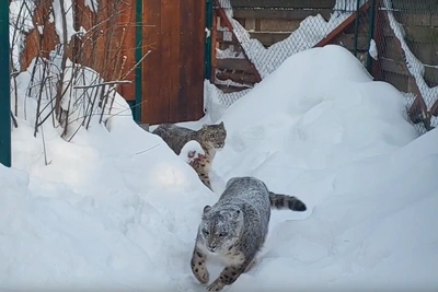 Знакомство снежных барсов в нижегородском зоопарке: ждут котят