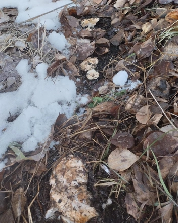 Мужчина нашёл несколько подтопольников | Источник: «Грибные истории НСО» / vk.com