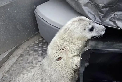 Спасенного тюлененка доставили в зоопарк для лечения