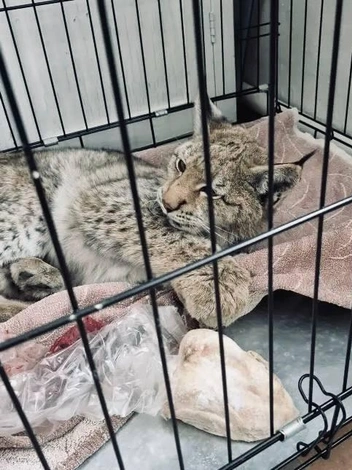 Источник: T.me/gvszab