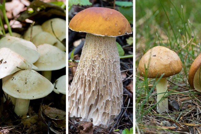 Июнь щедр на вкусные грибы — главное, чтобы погода не подвела | Источник: mycology.su