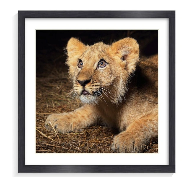 Маленький Симба | Источник: Евгений Доманов