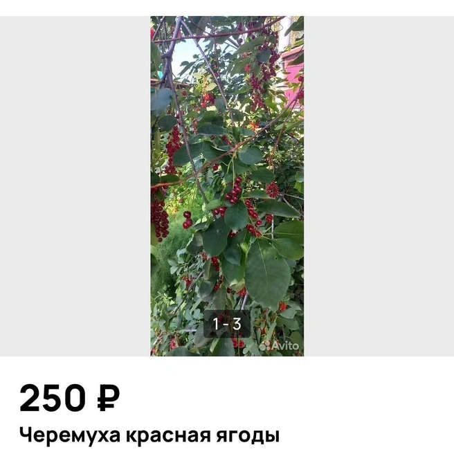 Вы когда-нибудь пробовали красноплодную черемуху? Пишите в комментариях, как она вам | Источник: Avito.ru