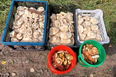 Грибники нашли место, где грузди собирают ведрами