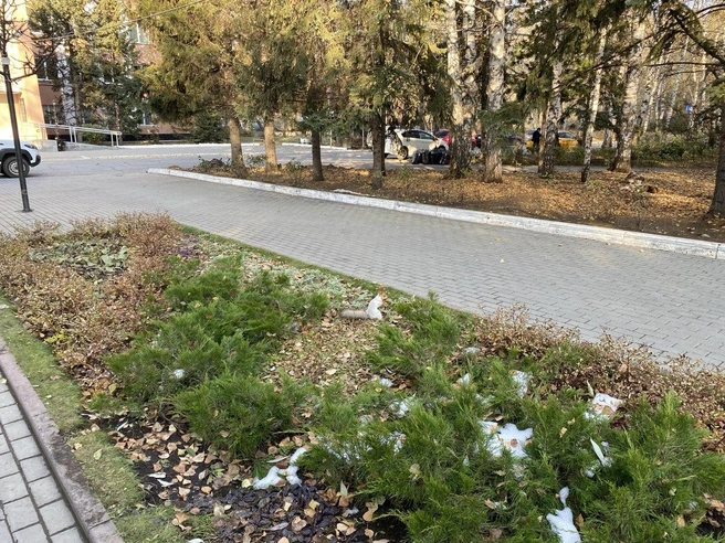 В парках микрорайона полно белок, которых подкармливают горожане | Источник: Ирина Господаренко / NGS22.RU