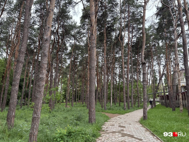 Сосны в Солнечном острове | Источник: Екатерина Подымова / 93.RU