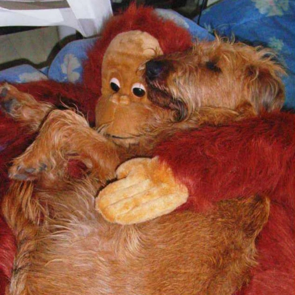 Источник: Comedy Pet Photography Awards