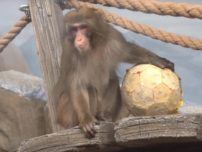 Возраст макаки — шесть лет | Источник: Автор видео: Сергей Ильтяков, VK